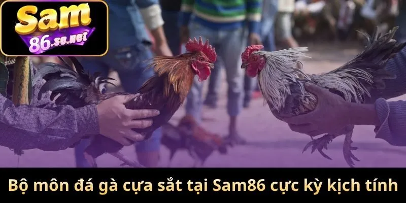 Bộ môn đá gà cựa sắt tại Sam86 cực kỳ kịch tính