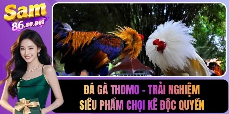 Đá gà Thomo